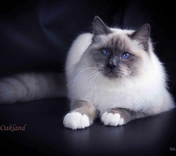 97154ecf ed3a 1a14 6503 e6924508d7b9 min