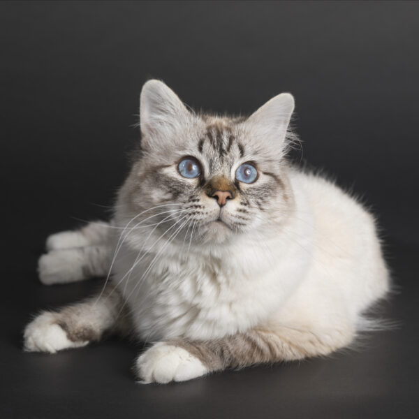 Gce lyor des moulins de busset seal silver tabby point