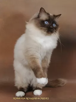 Gce & qgc (tica) eoweyn du royaume des