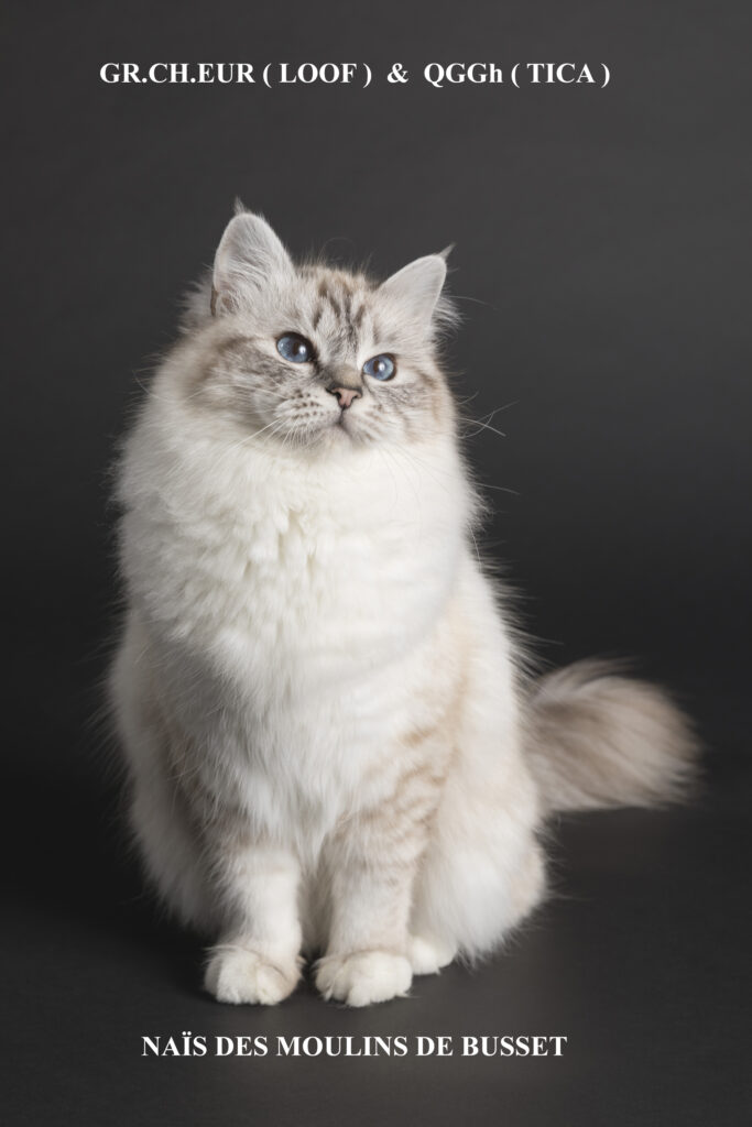 Gce et qgc tica naïs des moulins de busset