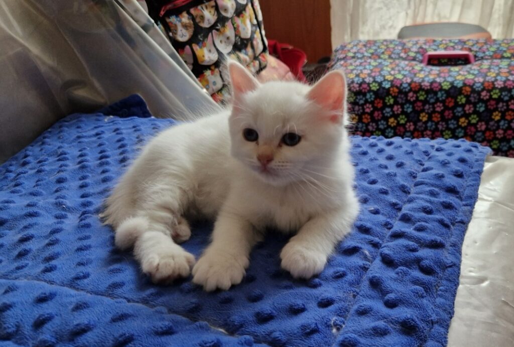 Resized 20240711 141047 1720701655758