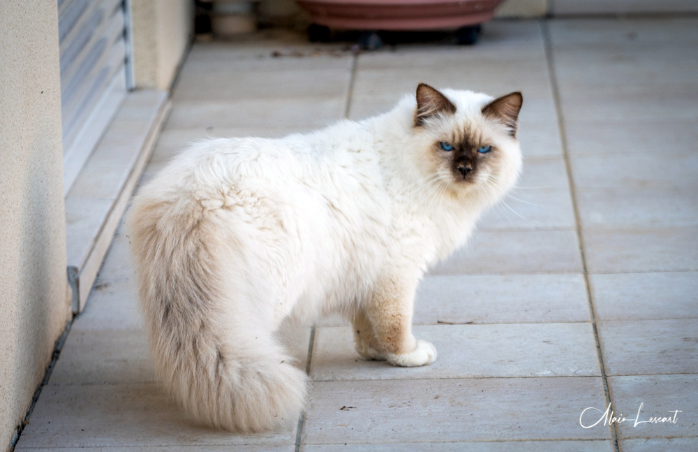 3138 lighthouse ridge lane san diego