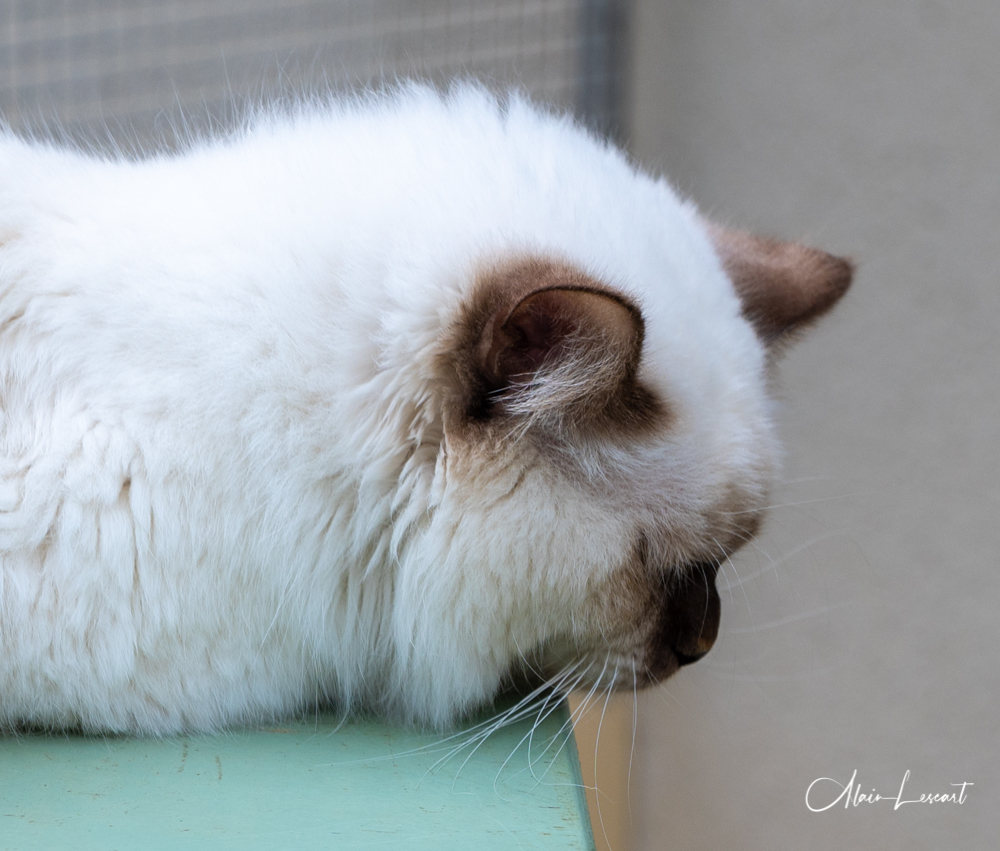 3138 lighthouse ridge lane san diego