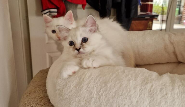 Thumbnail resized 20240720 150926 1721739654924